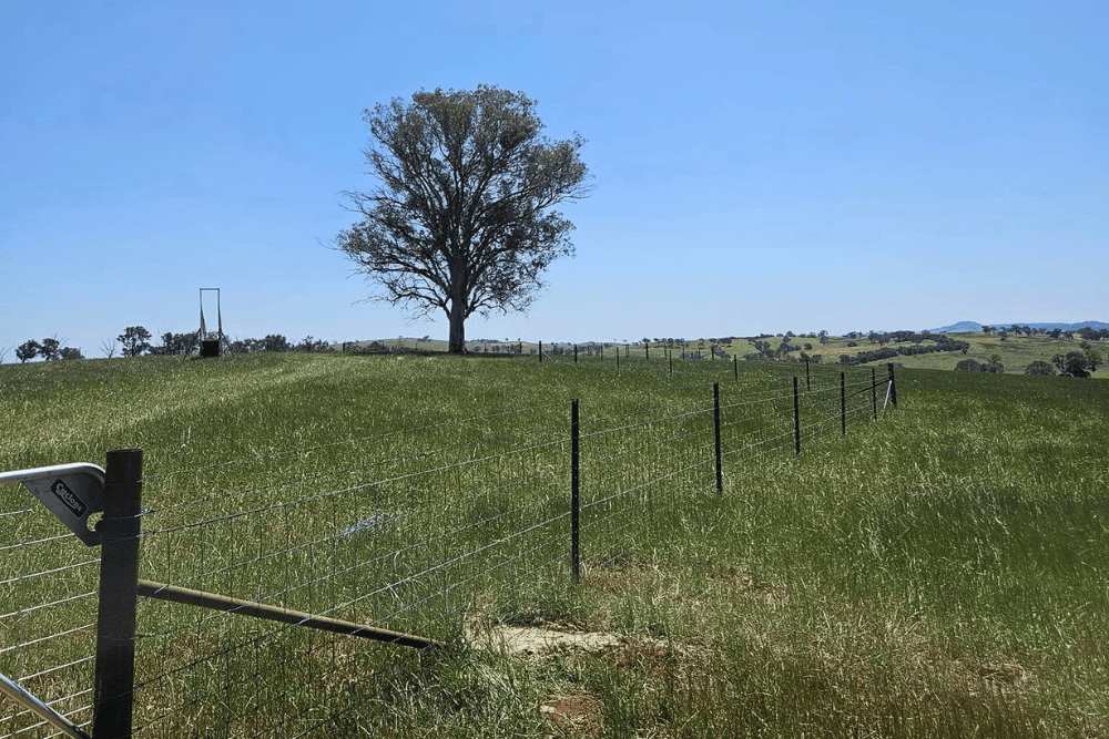 New rural fencing in a paddock with sunny blue skies and a big tree in the middle of the paddock